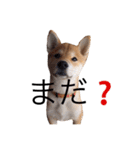 taro STICKER SHIBA3（個別スタンプ：8）