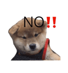 taro STICKER SHIBA3（個別スタンプ：11）