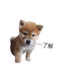 taro STICKER SHIBA3（個別スタンプ：12）