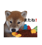 taro STICKER SHIBA3（個別スタンプ：13）