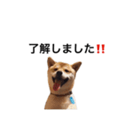 taro STICKER SHIBA3（個別スタンプ：14）