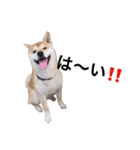 taro STICKER SHIBA3（個別スタンプ：15）