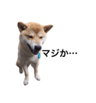 taro STICKER SHIBA3（個別スタンプ：16）