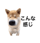 taro STICKER SHIBA3（個別スタンプ：17）
