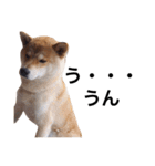 taro STICKER SHIBA3（個別スタンプ：18）