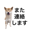taro STICKER SHIBA3（個別スタンプ：19）