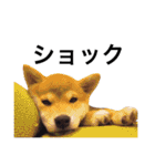 taro STICKER SHIBA3（個別スタンプ：21）