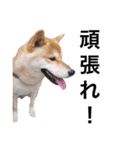 taro STICKER SHIBA3（個別スタンプ：22）