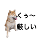 taro STICKER SHIBA3（個別スタンプ：23）