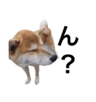 taro STICKER SHIBA3（個別スタンプ：24）