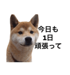 taro STICKER SHIBA3（個別スタンプ：25）