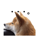 taro STICKER SHIBA3（個別スタンプ：27）
