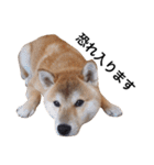 taro STICKER SHIBA3（個別スタンプ：28）