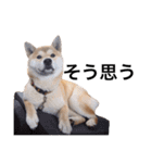 taro STICKER SHIBA3（個別スタンプ：29）