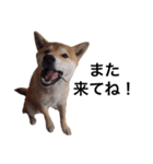 taro STICKER SHIBA3（個別スタンプ：30）