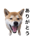 taro STICKER SHIBA3（個別スタンプ：31）