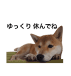 taro STICKER SHIBA3（個別スタンプ：32）