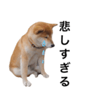 taro STICKER SHIBA3（個別スタンプ：34）