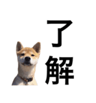 taro STICKER SHIBA3（個別スタンプ：36）