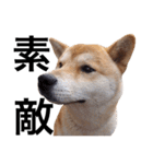 taro STICKER SHIBA3（個別スタンプ：37）