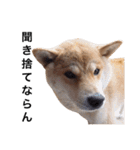 taro STICKER SHIBA3（個別スタンプ：38）