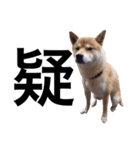 taro STICKER SHIBA3（個別スタンプ：39）