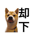 taro STICKER SHIBA3（個別スタンプ：40）