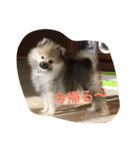 愛犬チップの日常（個別スタンプ：3）