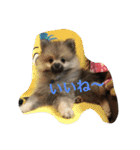 愛犬チップの日常（個別スタンプ：6）
