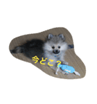 愛犬チップの日常（個別スタンプ：7）
