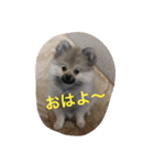 愛犬チップの日常（個別スタンプ：8）