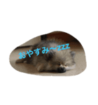 愛犬チップの日常（個別スタンプ：9）