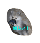 愛犬チップの日常（個別スタンプ：10）