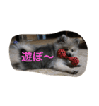 愛犬チップの日常（個別スタンプ：11）