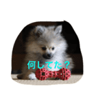愛犬チップの日常（個別スタンプ：12）