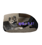 愛犬チップの日常（個別スタンプ：13）