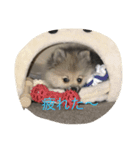 愛犬チップの日常（個別スタンプ：14）