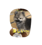 愛犬チップの日常（個別スタンプ：15）