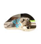 愛犬チップの日常（個別スタンプ：16）