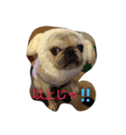 komaZ（個別スタンプ：6）