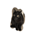 black and white cute cat（個別スタンプ：6）