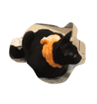 black and white cute cat（個別スタンプ：7）