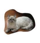 black and white cute cat（個別スタンプ：11）
