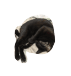 black and white cute cat（個別スタンプ：12）