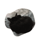 black and white cute cat（個別スタンプ：14）