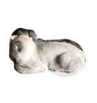 black and white cute cat（個別スタンプ：15）