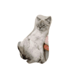 black and white cute cat（個別スタンプ：16）