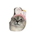 black and white cute cat（個別スタンプ：21）