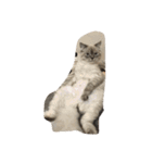 black and white cute cat（個別スタンプ：26）
