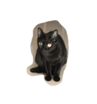 black and white cute cat（個別スタンプ：27）